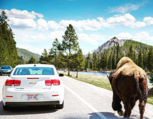 driving alongside bison