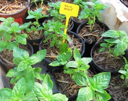 Seedlings-in-pots-well-mulched-e1382943156569