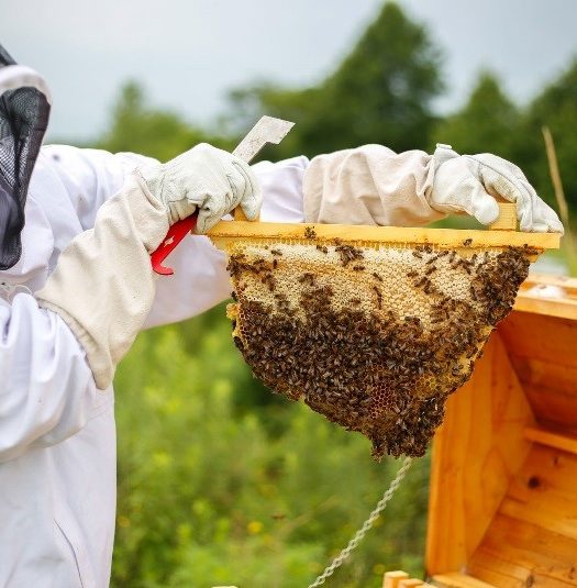 Honey Creek Apiary